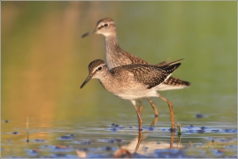 <p>VODOUŠ BAHENNÍ (Tringa glareola) vzácně je možné ho vidět během migrace. Foto pořízeno na Českobudějovicku</p>